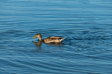 Enten stecken den Kopf ins  Wasser und das Schwänzchen in die Höh, wie im Kinderlied