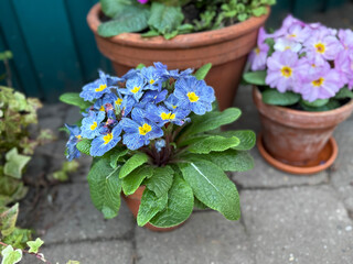 Beautiful blooming Primula vulgaris spring balcony garden flowers close up