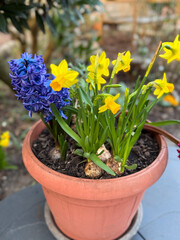 Decorative flower pot with spring flowers blue purple Hyacinth and yellow narcissus in garden park 