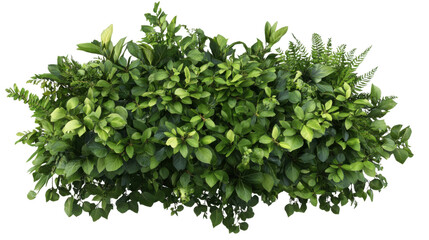 Naklejka premium A dense tropical plant bush, cut out and isolated on a transparent background, full of layered leaves in various shades of green, with small bright blossoms.