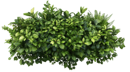 A dense tropical plant bush, cut out and isolated on a transparent background, full of layered leaves in various shades of green, with small bright blossoms.