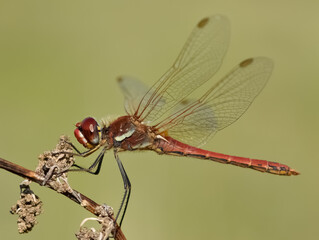 wild animals. photos of various wild insects. dragonfly photos.
