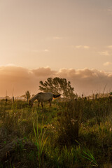 Cavalo no pôr do sol