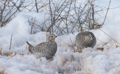 Sharp tailed grouse in the snow