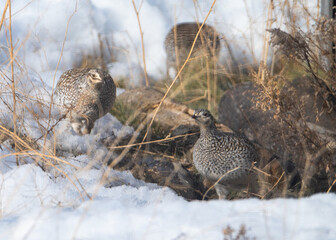 Sharp tailed grouse in the snow