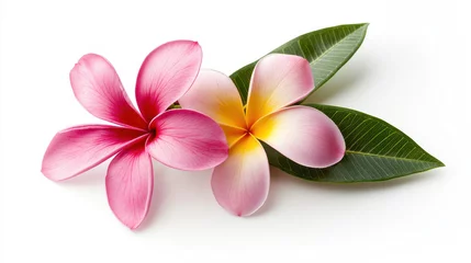 Selbstklebende Fototapeten Two vibrant plumeria flowers with green leaves on a clean white background. isolated on white background. © Bunny creation