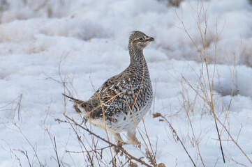 Sharp tailed grouse in the snow