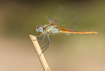 wild animals. photos of various wild insects. dragonfly photos.
