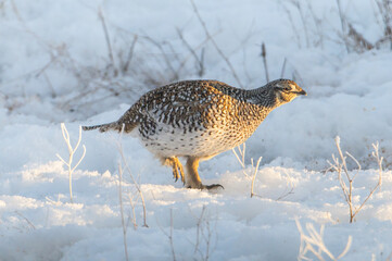 Sharp tailed grouse in the snow