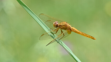 wild animals. photos of various wild insects. dragonfly photos.