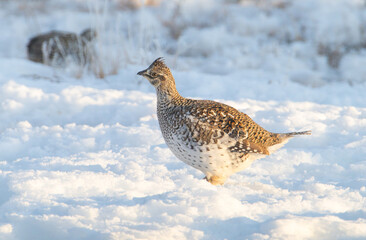 Sharp tailed grouse in the snow