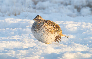 Sharp tailed grouse in the snow