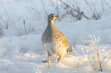 Sharp tailed grouse in the snow