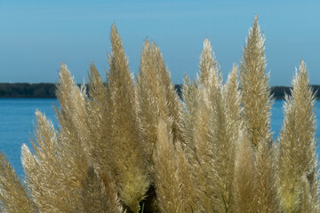Hoch gewachsenes Pampas Gras am Uwer des Veluwe Meer