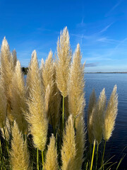 Hoch gewachsenes Pampas Gras am Uwer des Veluwe Meer