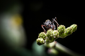 ant walking on a plant photographed in macro mode