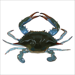 Vector of Blue Crab Illustration