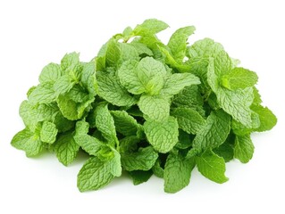 Fresh spearmint leaves piled high showcasing vibrant green texture