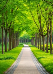 Fototapeta premium A serene pathway lined with lush, green trees, inviting tranquility and a connection to nature.