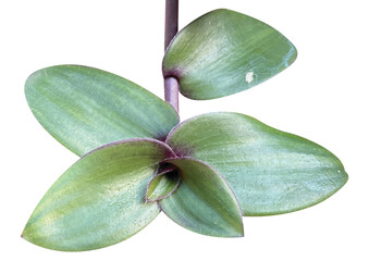 Tradescantia fluminensis isolated on white background.