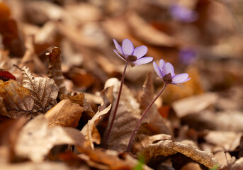 Fototapeta premium Wiosenne kwiaty Przylaszczki pospolitej w lesie. Rezerwat Kopce.