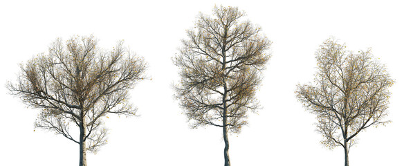 Autumn large and medium Ash Fraxinus trees isolated png on a transparent background premium cutout