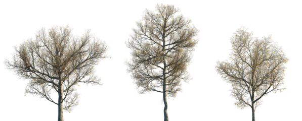 Autumn large and medium Ash Fraxinus trees isolated png on a transparent background premium cutout