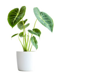 Beautiful green plant with large leaves in a white pot on a transparent background