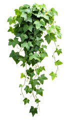 Cascading green ivy plant on a transparent background adds natural beauty to any space