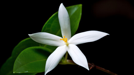 Obraz premium Botanical Simplicity