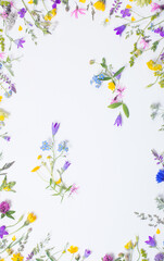 beautiful wild flowers on white background
