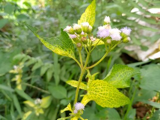 beautiful white flowers with unique patterns in the spring garden