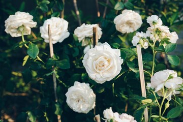 White rose blooms on a background of green leaves. Beautiful summer flower. Natural background.
