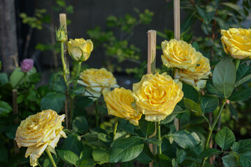 Beautiful yellow rose growing in the garden on a Sunny summer day.