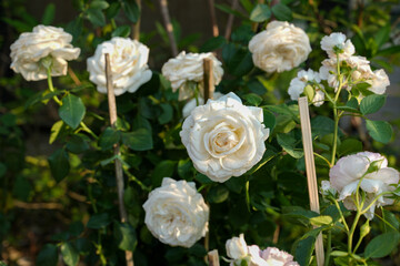 White rose blooms on a background of green leaves. Beautiful summer flower. Natural background.
