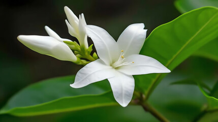 Fototapeta premium White Flower Beauty