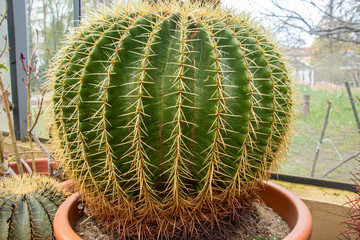 A cactus with sharp yellow spines in vetical rows.