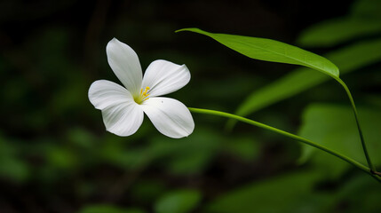 Fototapeta premium Soft Light Blossom