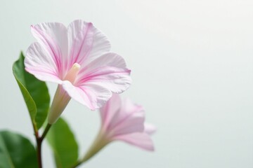 Fototapeta premium Delicate Clitoria ternatea petals, pure white backdrop , clitoria ternatea, dye