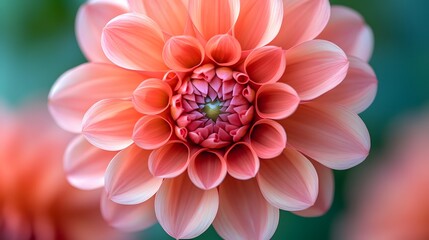Fototapeta premium Symmetrical pink dahlia blooms in extreme macro focus showing coral-to-rose gradients against blurred greenery, capturing delicate petal textures through botanical photography with vivid colors. 