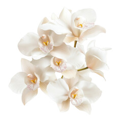 Fototapeta premium A cluster of delicate white orchids showcasing intricate details in their petals and a natural elegance.