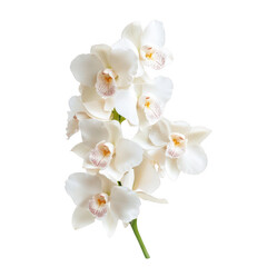 A delicate cluster of white orchids showcasing intricate petals and vibrant details.