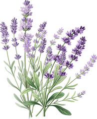 Naklejka premium bunch of lavender