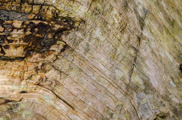 Close up of driftwood on the beach at Ballywalter County Down