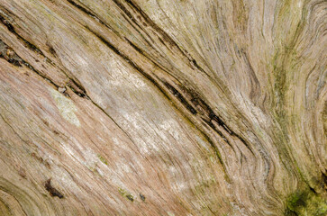 Close up of driftwood on the beach at Ballywalter County Down