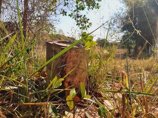 Old iron drums used to store vegetable oil were left in the middle of nature.