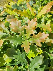 Close-up Of Fresh, New Oak Tree Leaves