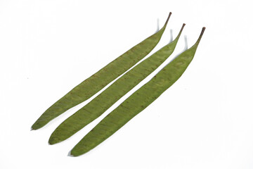 Lamtoro, kemlandingan, petai selong or petai cina, Leucaena leucocephala is a type of shrub from the Fabaceae family. Leguminosae, legumes