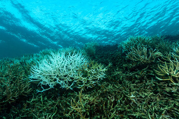 白化して死んだエダサンゴ　小笠原　東京都