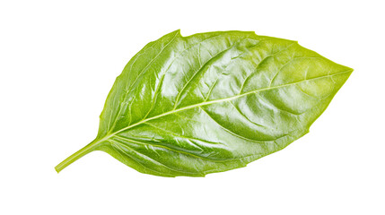Vibrant green basil leaf isolated on detailed macro photography of fresh on transparent background